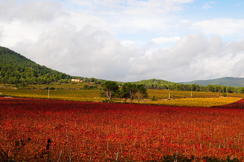 Bodega Barcelona Mediterranean Wine | Descubre nuestros vinos y cavas de calidad y de Denominación de Origen